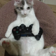Illustration for article titled Cats Are Very Serious about Video Games